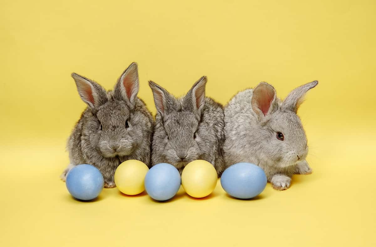 Zašto je zec simbol Uskrsa i kakve veze ima sa uskršnjim jajima?
