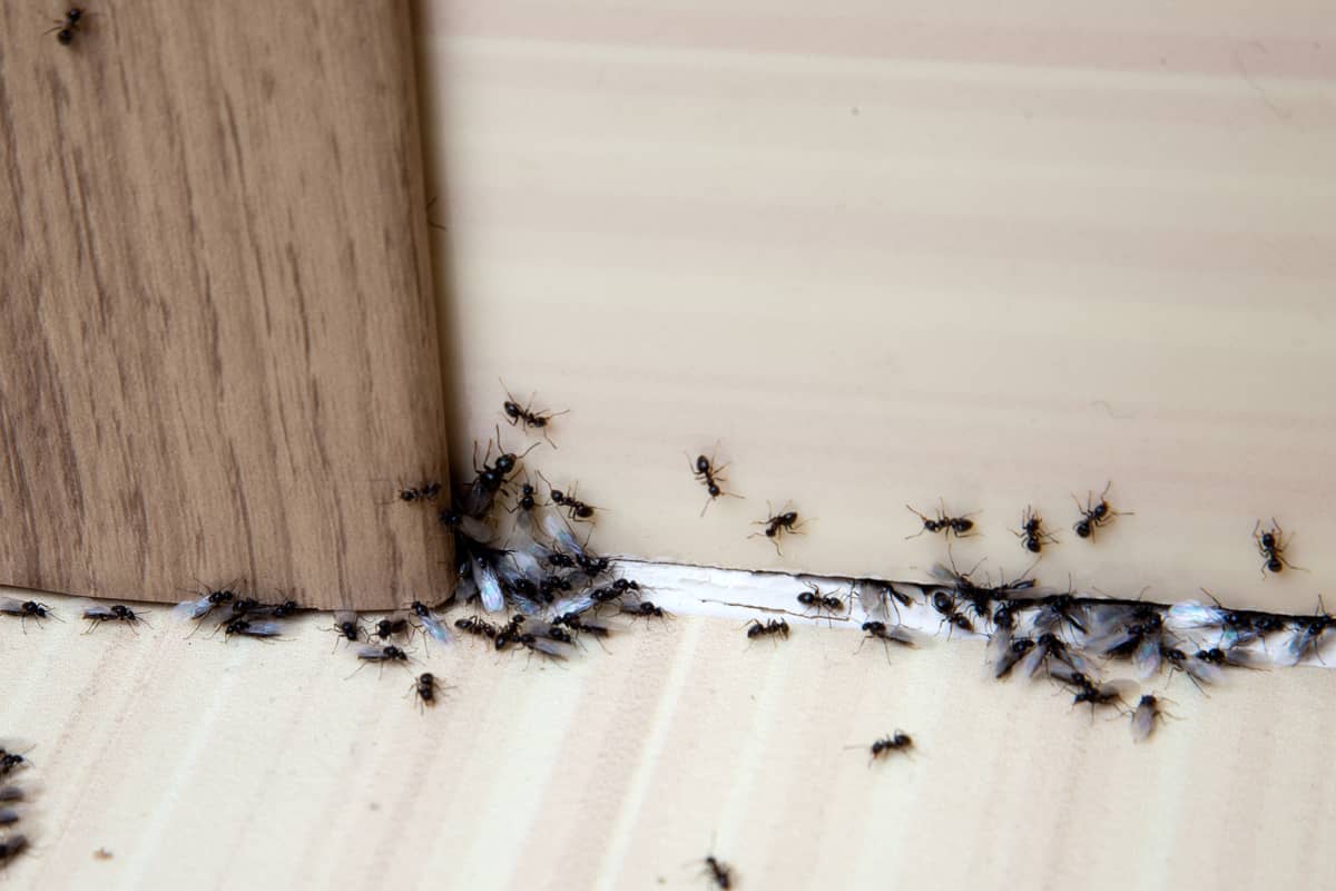 Kako se rešiti mrava u kući na prirodan način?